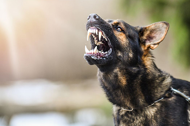 Shreveport Dog Bite Injury Lawyer